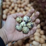 Telur Puyuh: Manfaat Super, Tips Memilih Segar & Olahan Lezat