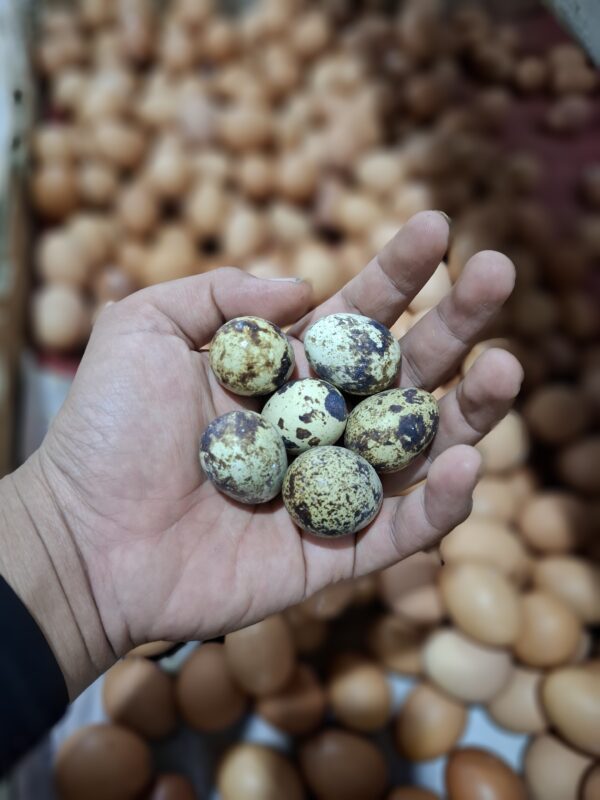 Telur Puyuh: Manfaat Super, Tips Memilih Segar & Olahan Lezat