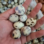 Telur Puyuh: Manfaat Super, Tips Memilih Segar & Olahan Lezat