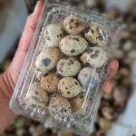 telur puyuh 1 pack segar cikfresh