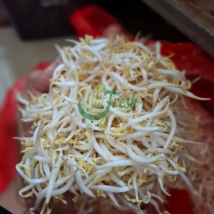 Toge atau Taoge? Kenali Perbedaan, Manfaat, dan Tips Memilih yang Segar