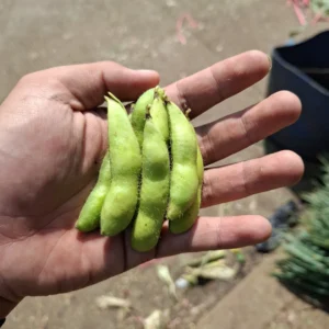 Edamame: Sayuran Super Lezat dan Bergizi yang Wajib Dicoba dari Cikfresh