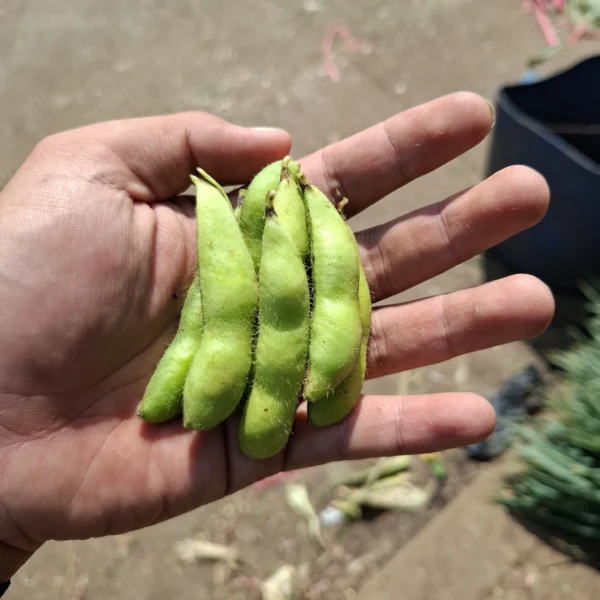 Edamame: Sayuran Super Lezat dan Bergizi yang Wajib Dicoba dari Cikfresh