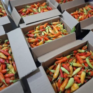 cabe rawit merah segar cikfresh