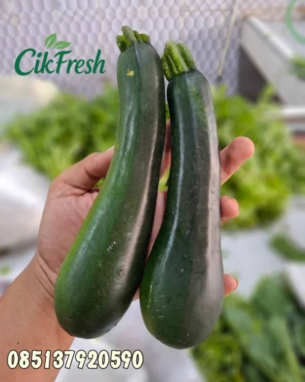 Zukini segar premium dari Cikfresh Cikarang