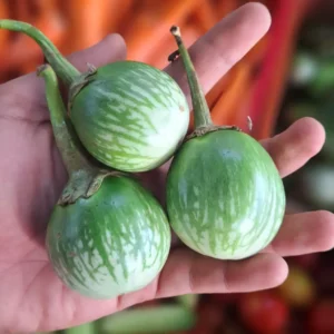 terong lalap 500g cikarang cikfresh