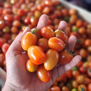 tomat ceri 250g cikarang cikfresh