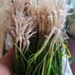 bawang batak 1kg segar cikfresh