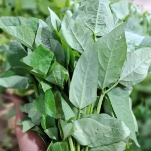Daun Kacang 1 Ikat: 7 Manfaat Wajib buat Kesehatan Keluarga!