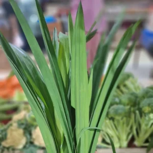 daun pandan 1 ikat segar cikfresh