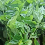 daun pohpohan 1 ikat segar cikfresh