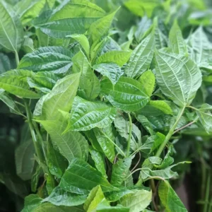 daun pohpohan 1 ikat segar cikfresh