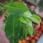 daun salam 250g segar cikfresh