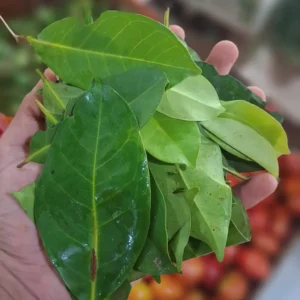 daun salam 250g segar cikfresh