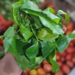 daun melinjo 250g segar cikfresh