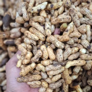 Kacang Tanah 1kg: 7 Manfaat Wajib Si Gurih buat Kesehatan!