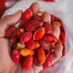 kulit melinjo 1kg segar cikfresh