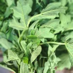 pucuk daun pepaya 1 ikat segar cikfresh