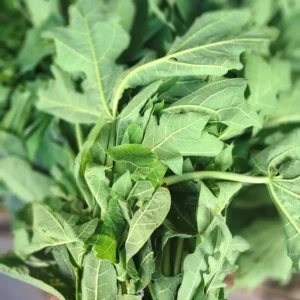 pucuk daun pepaya 1 ikat segar cikfresh