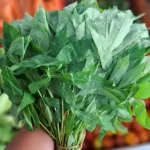 7 Rahasia Pucuk Daun Singkong 1 Ikat yang Luar Biasa!