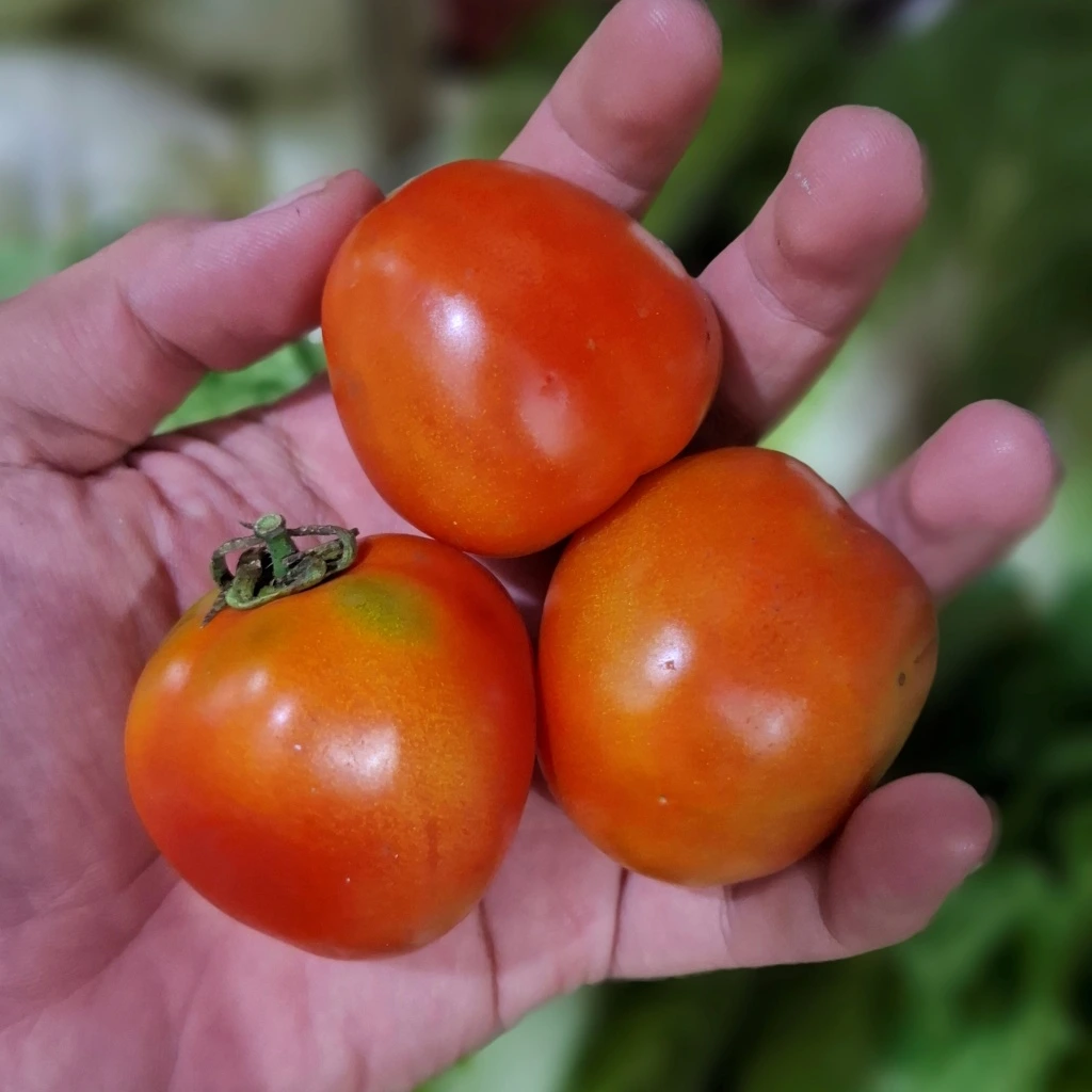 Tomat Citra Asia 500gr - Juicy buat Saus & Jus Homemade 1 tomat citra asia cikfresh