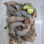 Udang Vaname 500g: 7 Manfaat Wajib Si Manis buat Kesehatan!