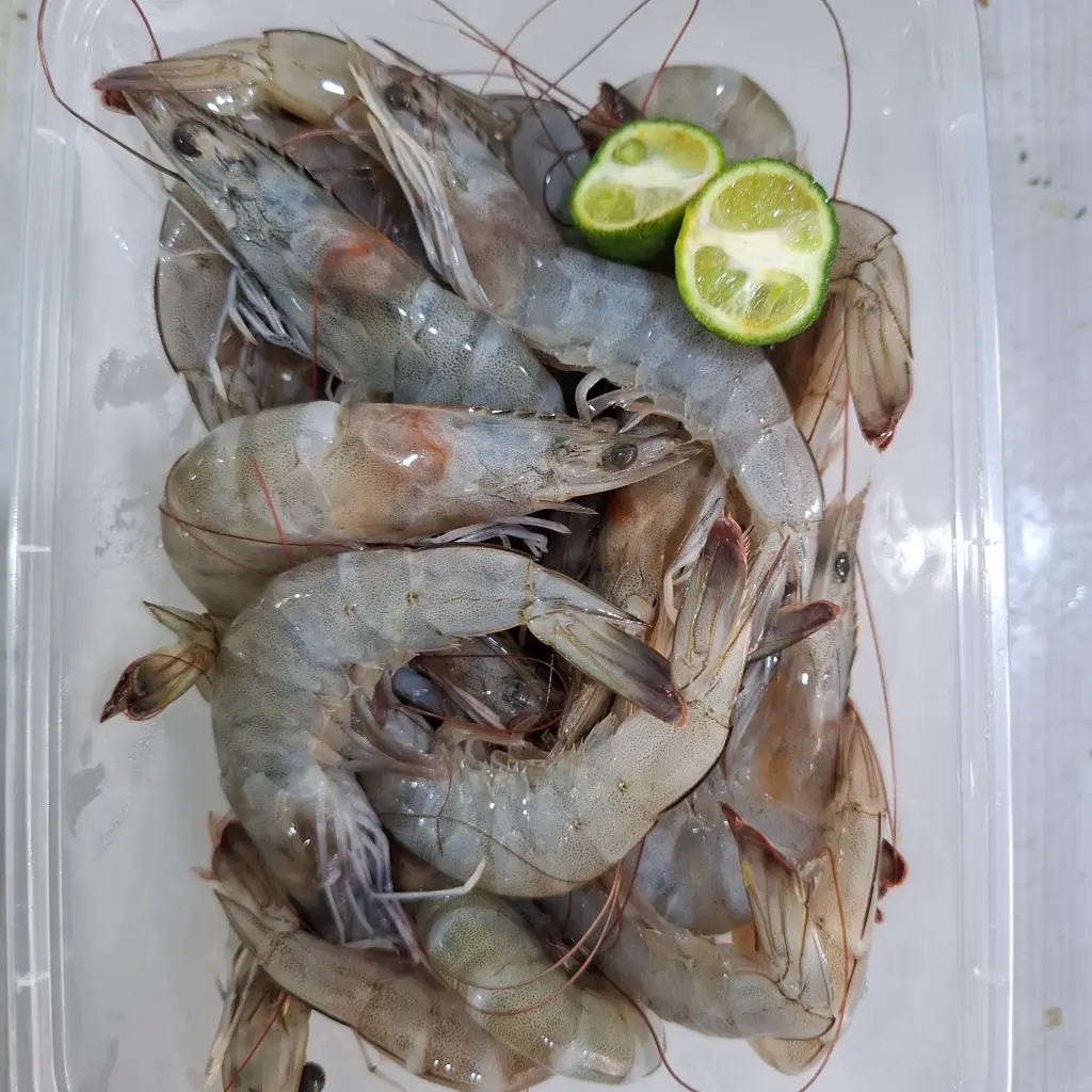 Udang Vaname 500g: 7 Manfaat Wajib Si Manis buat Kesehatan! 1 Udang Vaname 500g: 7 Manfaat Wajib Si Manis buat Kesehatan!