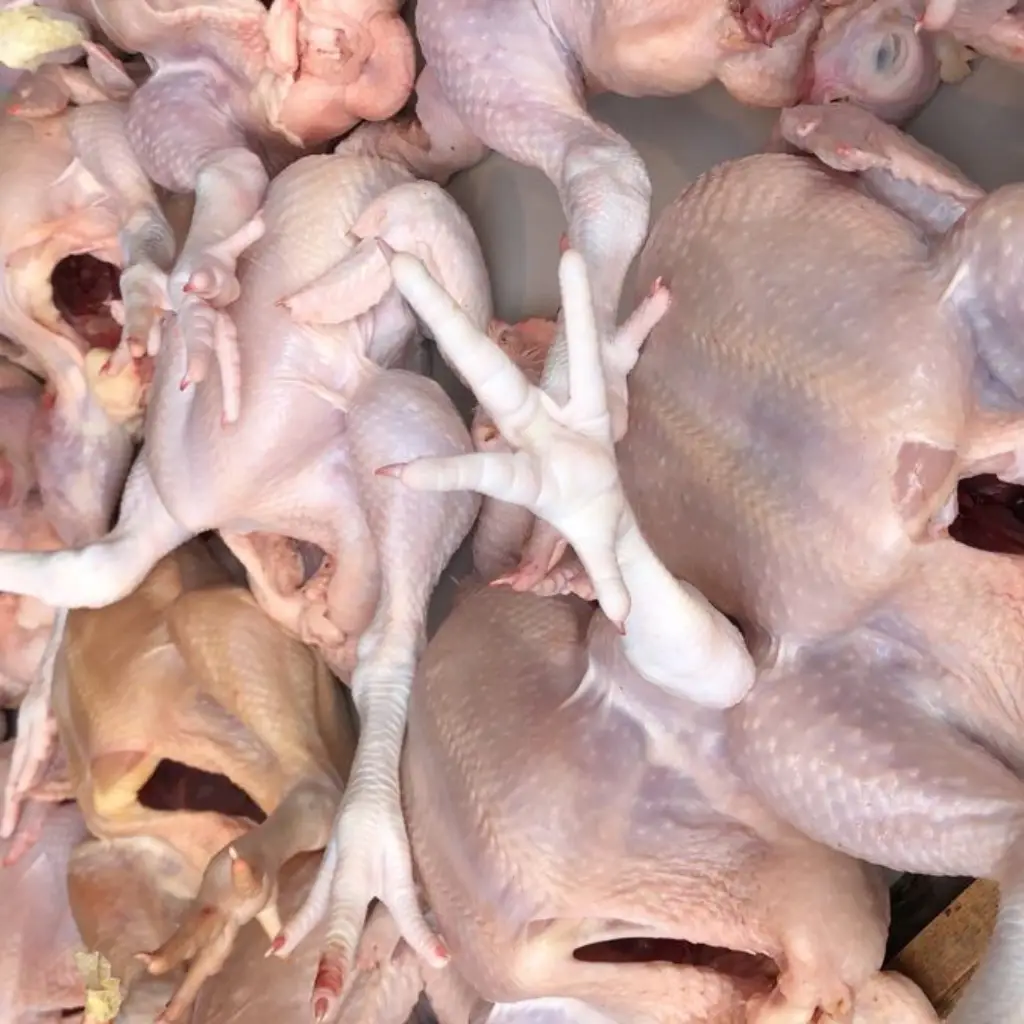 ayam kampung segar cikarang