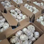 Belanja Sayur Online di Cikarang & Bekasi 5 Bawang Putih 1kg