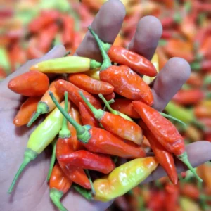 Belanja Sayur Online di Cikarang & Bekasi 3 Cabe Rawit