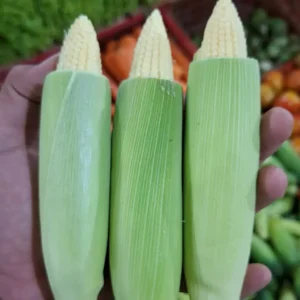 jagung muda 500gr segar cikfresh