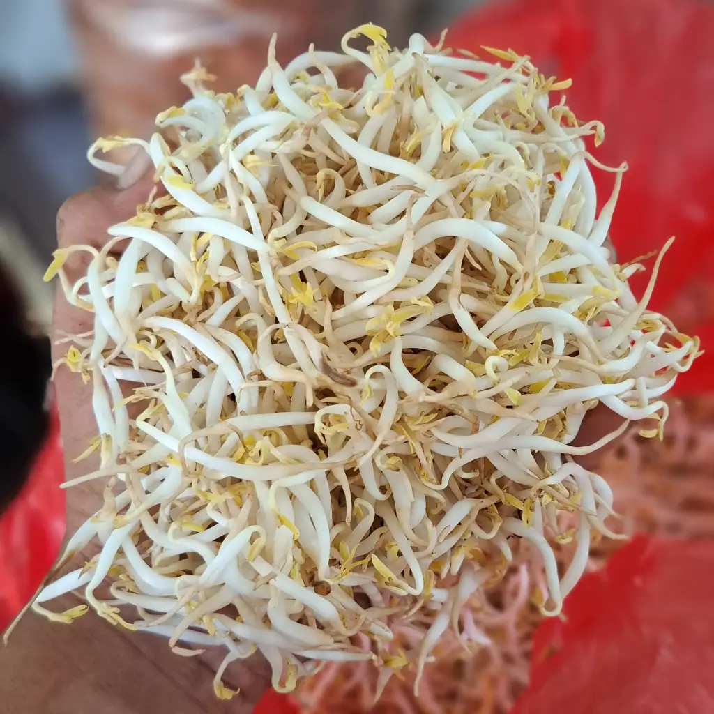 Tauge 1kg: 5 Manfaat Luar Biasa buat Masakanmu 1 tauge 1kg segar cikfresh