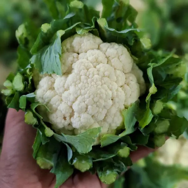 Vendor sayur katering industri Cikarang Bekasi