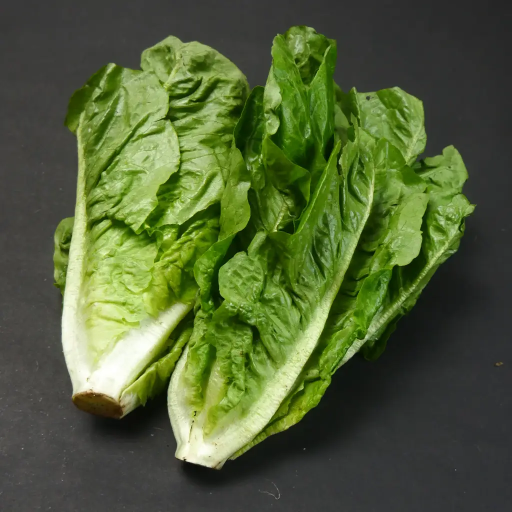 lettuce cikarang